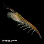 Natures ocean fertiliser