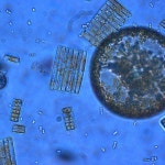 Key biological mechanism is disrupted by ocean acidification