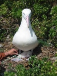 Study confirms plastics threat to south pacific seabirds