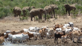 Elephants reverse the cattle-caused depletion of soil carbon and nutrient pools