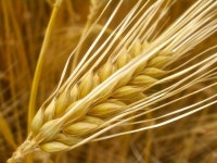 The barley genome unravelled… and its bigger than yours