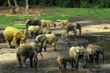 Reports from the Central African Republic indicate security has returned to Dzanga-Sangha National Park