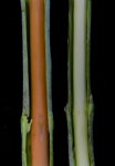 Researchers edit plant DNA using mechanism evolved in bacteria