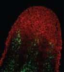 New research uncovers processes driving planarian stem cell differentiation