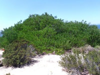 Dune ecosystem modelling