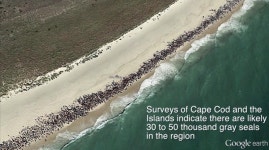 Eyes in the sky reveal extent of gray seal recovery