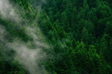 Forest mobilisation: Unlocking Europes wood energy potential