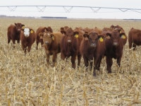 No ill effects from grazing cattle on crop residues: Nebraska study