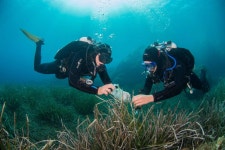 Antibiotics from the sea