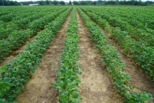 Research suggests glyphosate lowers pH of dicamba spray mixtures below acceptable levels