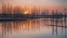 Global mercury pollution threatens to impact the energy metabolism of birds