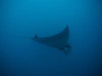 Tourists and fishers key to future of rare manta nursery