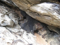 DNA from ancient packrat nests helps unpack Earths past