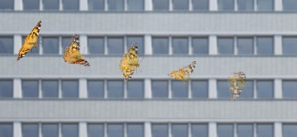 Insects: Largest study to date finds declines on land, but recoveries in freshwater