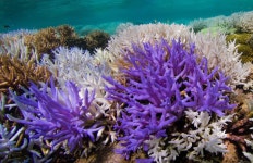Mysterious glowing coral reefs are fighting to recover