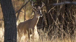 Deer can catch COVID: Heres what hunters should know