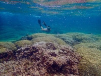 Coral select algae partnerships to ease environmental stress