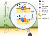 How plants protect themselves from oxidative stress during iron uptake, and why this is also important for humans