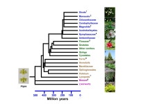 Asparagus and orchids are more similar than you think: Cell wall reference catalog of 287 species created