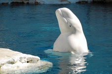 New research on their metabolism helps conserve endangered beluga whales in Alaska