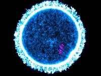 Egg cell maintenance: Long-lived proteins may be essential for fertility