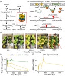 Researchers improve seed nitrogen content by reducing plant chlorophyll levels