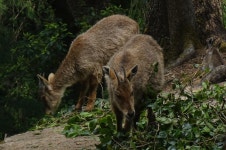 North Koreas hidden wildlife trade: New research reveals state involvement