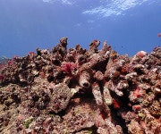 Still standing but mostly dead: Recovery of dying coral reef in Moorea stalls
