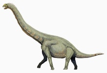 To the breaking point: Testing ideas about the evolution of long-necked sauropod dinosaurs
