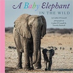> 상세정보 : 국립세종도서관 (A) baby elephant in the wild | 국립세종도서관
