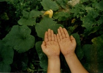 1993년 공주 원골마을에서의 〈호박잎 흉내내기〉 사진