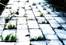 《예술과 마을》 흰 벽 돌 담 사이 풀 사진