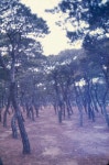 김차섭 한국 사진(유관순 벽화, 효당, 경주 등) 슬라이드 필름