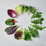 콜리플라워 스테이크 | 새미네부엌 플랫폼 콜리플라워 스테이크