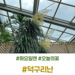 [오늘의꽃🌺] 덕구리난 (학명:Beaucarnea recurvata ) | 서울숲컨서번시 [오늘의꽃🌺] 덕구리난 (학명:Beaucarnea recurvata  )... 