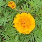 [오늘의꽃] 메리골드 | 서울숲컨서번시