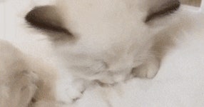 인형같은 렉돌 - 세리에매니아