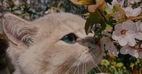 꽃냥이 ㄷㄷ - 세리에매니아