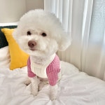 강아지 패션 > 빈티지 코듀로이 꼬마 멜빵 바지 4colors S-2XL 강아지올인원 가을 | 오늘의집 쇼핑 빈티지 코듀로이 꼬마 멜빵 바지... 