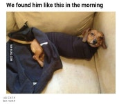 밤새 날 기다린 개 > 자유게시판 밤새 날 기다린 개 > SIR