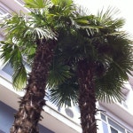 종려나무 > 자유게시판 종려나무 > SIR