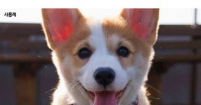 MyHealthyPet - SIR - 개발자 커뮤니티