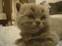 SIR - 개발자 커뮤니티