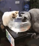 나한테 왜 그래...1탄 > 유머게시판 나한테 왜 그래...1탄 > SIR