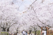 전주 동물원 벚꽃입니다. > 사진 전주 동물원 벚꽃입니다. > SIR