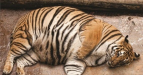 초 비만 호랑이 - SIR - 개발자 커뮤니티