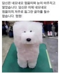 네모네모 빔 발싸~ > 자유게시판 네모네모 빔 발싸~ > SIR