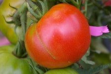 나리꽃 > 사진 나리꽃 > SIR