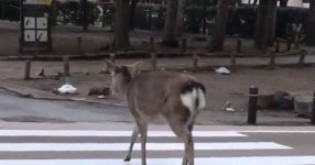 횡단보도로 건너기 - SIR - 개발자 커뮤니티