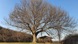 느티나무 - SIR - 개발자 커뮤니티